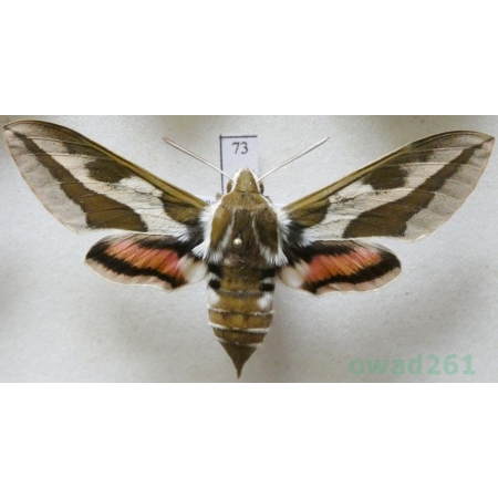 Hyles tithymali (Boisduval, 1834) Morocco 68mm73